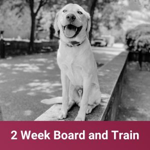 2 Week Board and Train