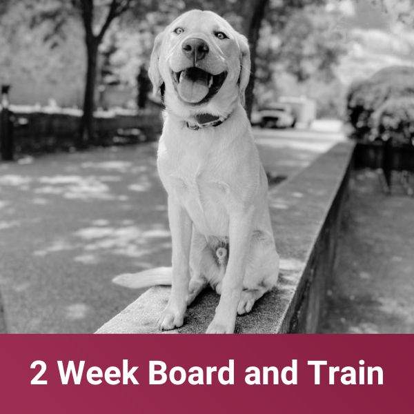 2 Week Board and Train