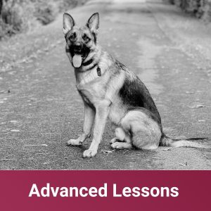 Advanced Lessons