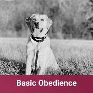 basic obedience for golden retriever