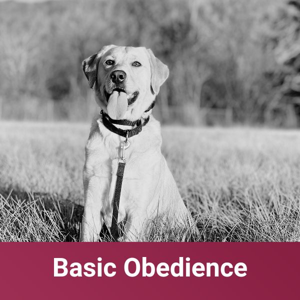 basic obedience for golden retriever