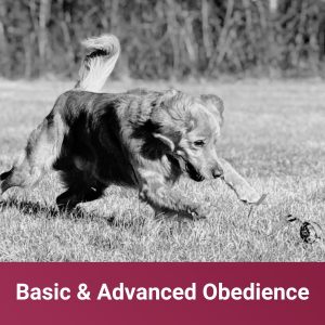 basic and advanced obedience