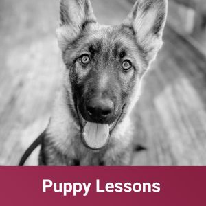 puppy lessons