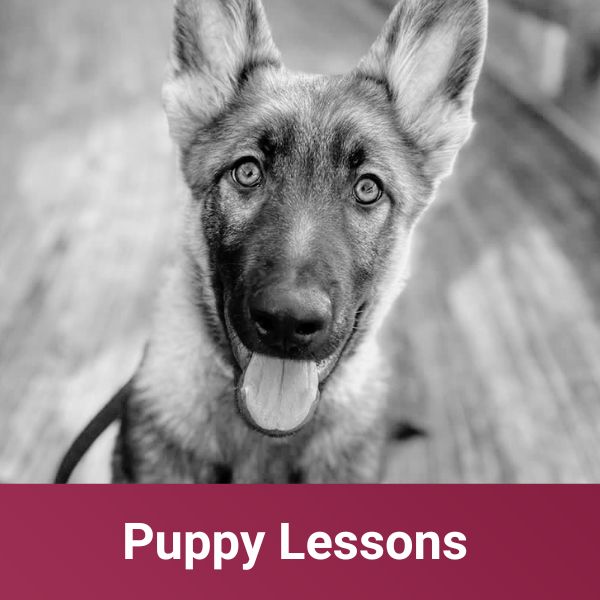 puppy lessons