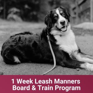 1 Week Leash Manners Board & Train Program