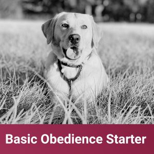Basic Obedience Starter