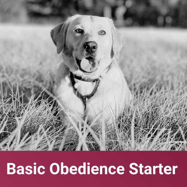Basic Obedience Starter