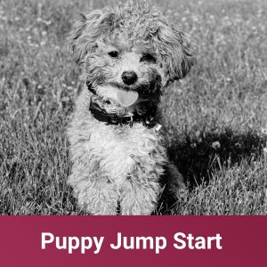 Puppy Jump Start