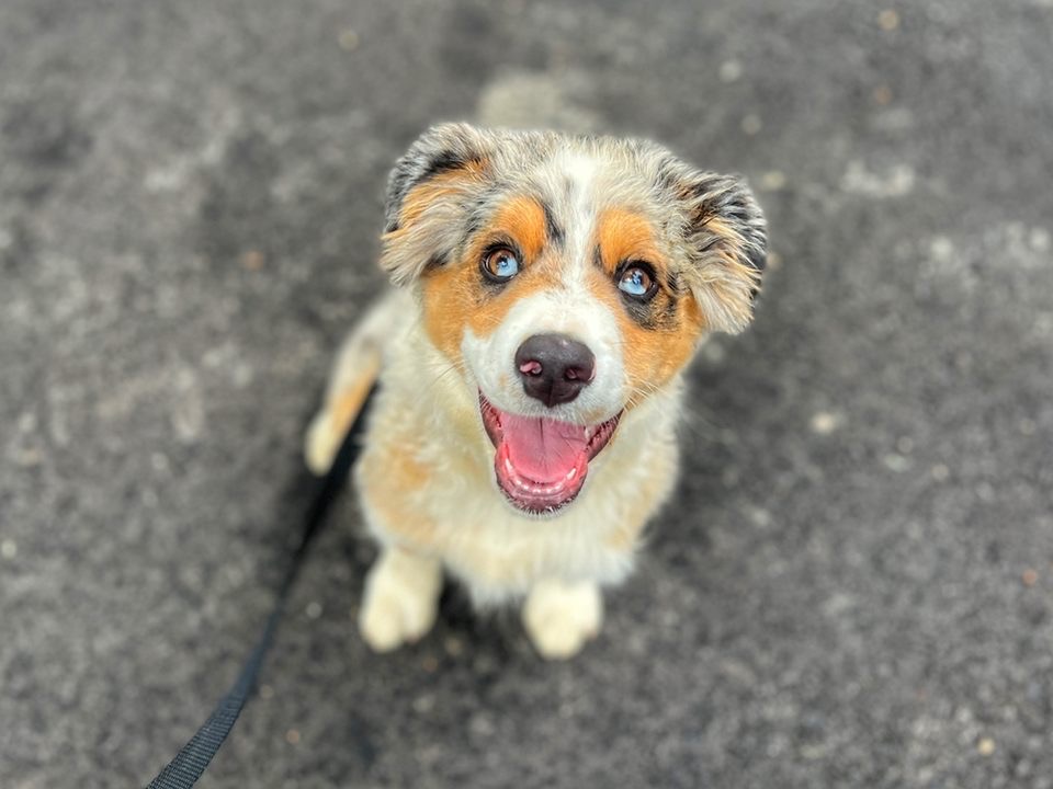 Australian Shepherd puppy in dog training Blue Ridge VA