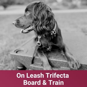 On Leash Trifecta Board & Train