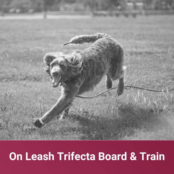 On Leash Trifecta Board & Train 2