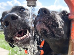 Dogs Drinking Water