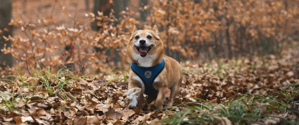 Small dog running during dog training in Narrows VA