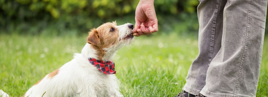 Dog receiving treat during dog training in Narrows VA