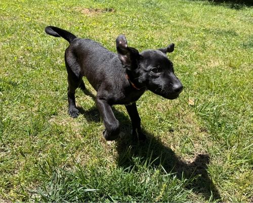 Dog training Dublin VA black puppy running on grass