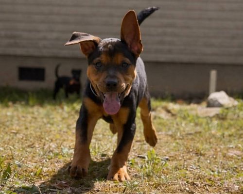Dog training Pearisburg VA with a Rottweiler puppy outdoors.