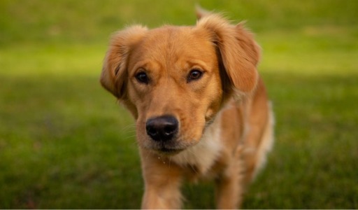 An adorable golden retriever puppy with soft floppy ears looking curiously at the camera on a lush green lawn, representing the gentle and nurturing approach of the Puppy Jump Start and Puppy Lessons programs at Off Leash K9 Training in Blacksburg and Roanoke Virginia.