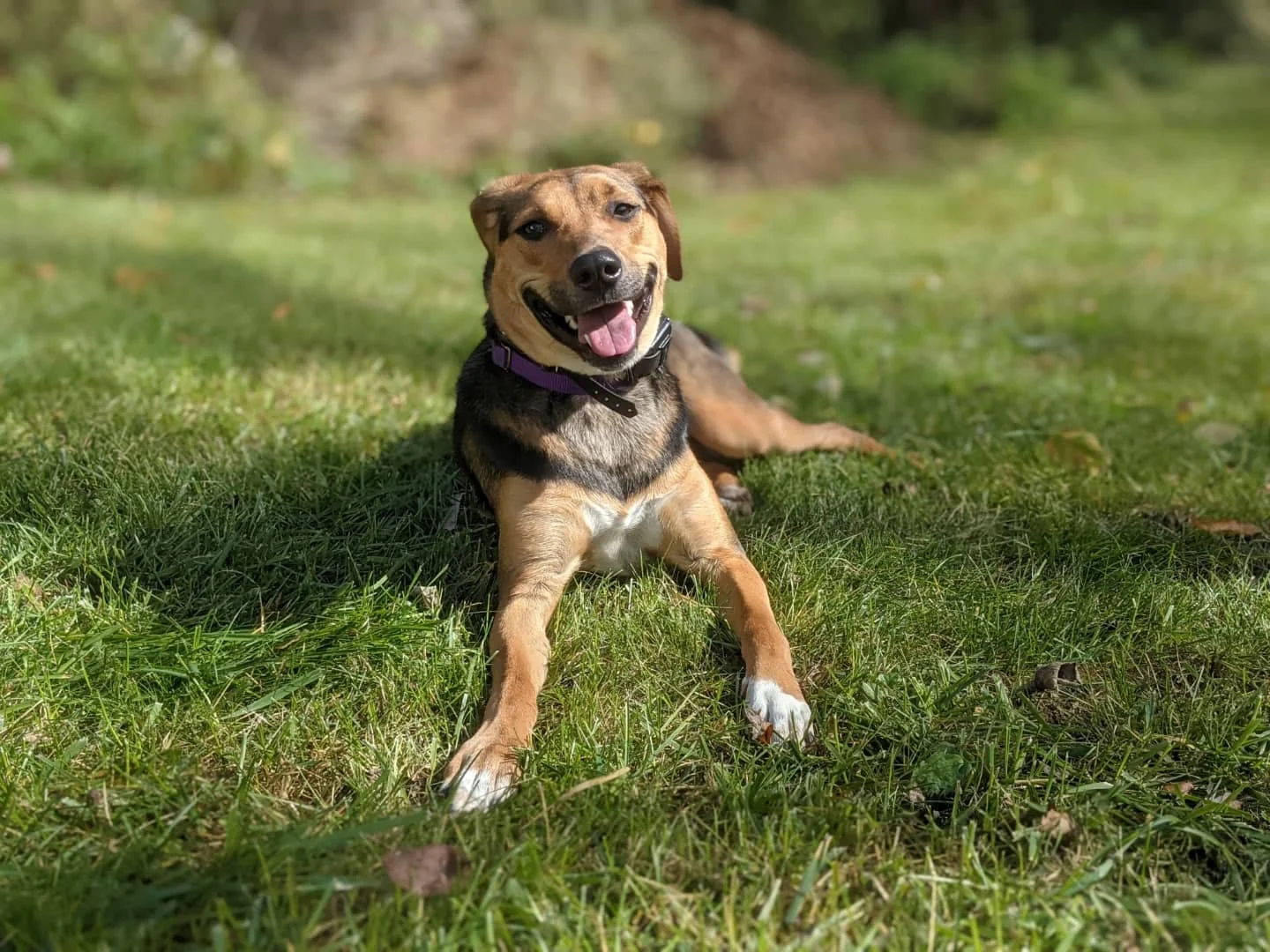 Dog training Pembroke VA happy dog lying in grass