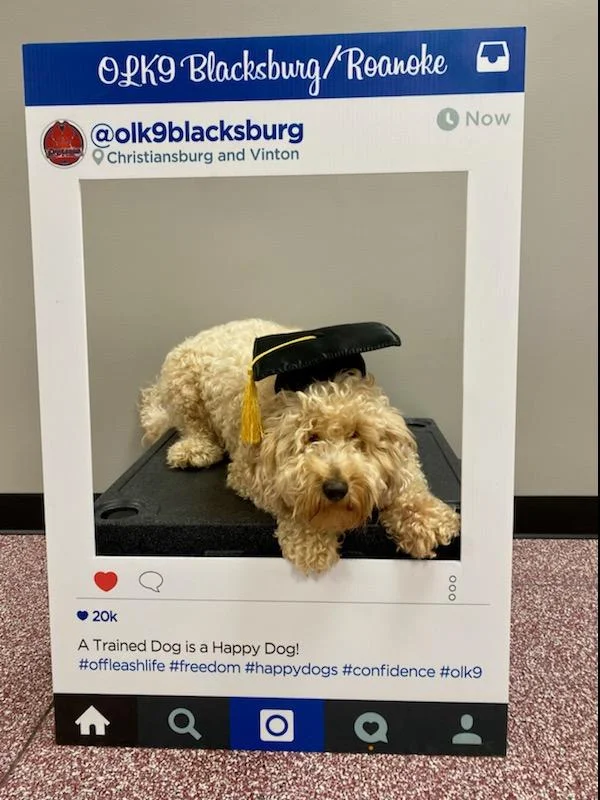 Beau Mini Goldendoodle, after dog training in Blacksburg, VA, with Chasity showing improved door manners and leash walking.