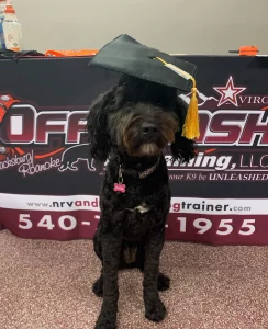Bella, an Aussiedoodle, after off-leash dog training in Blacksburg, VA, with Chasity showing improved manners and obedience.