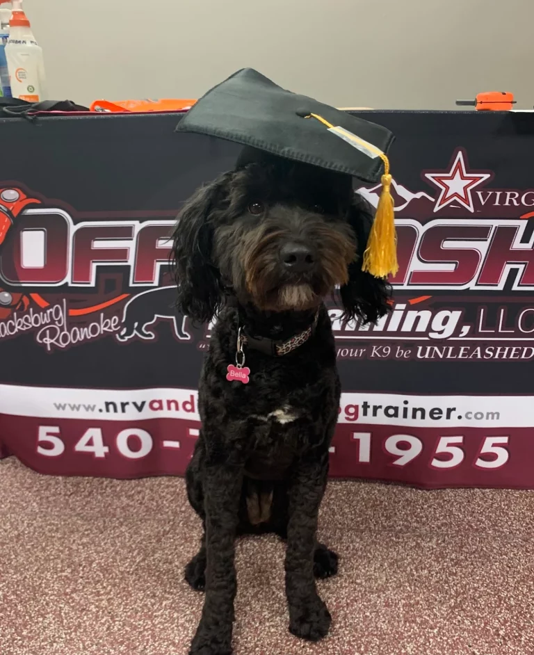 Bella, an Aussiedoodle, after off-leash dog training in Blacksburg, VA, with Chasity showing improved manners and obedience.