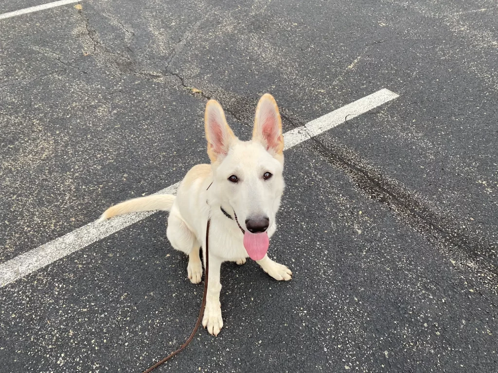 Dog training Dublin VA white shepherd sitting on pavement