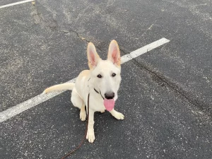 Chance practicing recall and place skills in Blacksburg, VA.