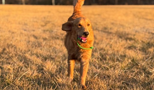 A joyful golden retriever trotting off-leash across an open field during golden hour, demonstrating a successful recall command achieved through basic and advanced obedience training in Blacksburg and Roanoke Virginia.