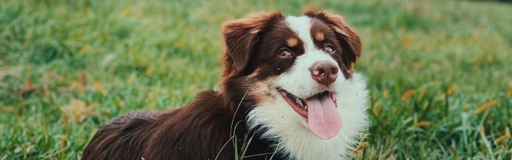 Dog training Pembroke VA border collie in grass