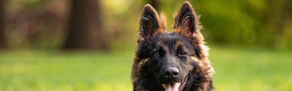 Dog training Pembroke VA black dog in green park