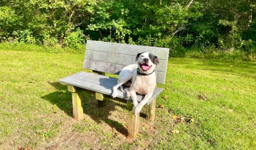 Dog training Dublin VA white dog on park bench