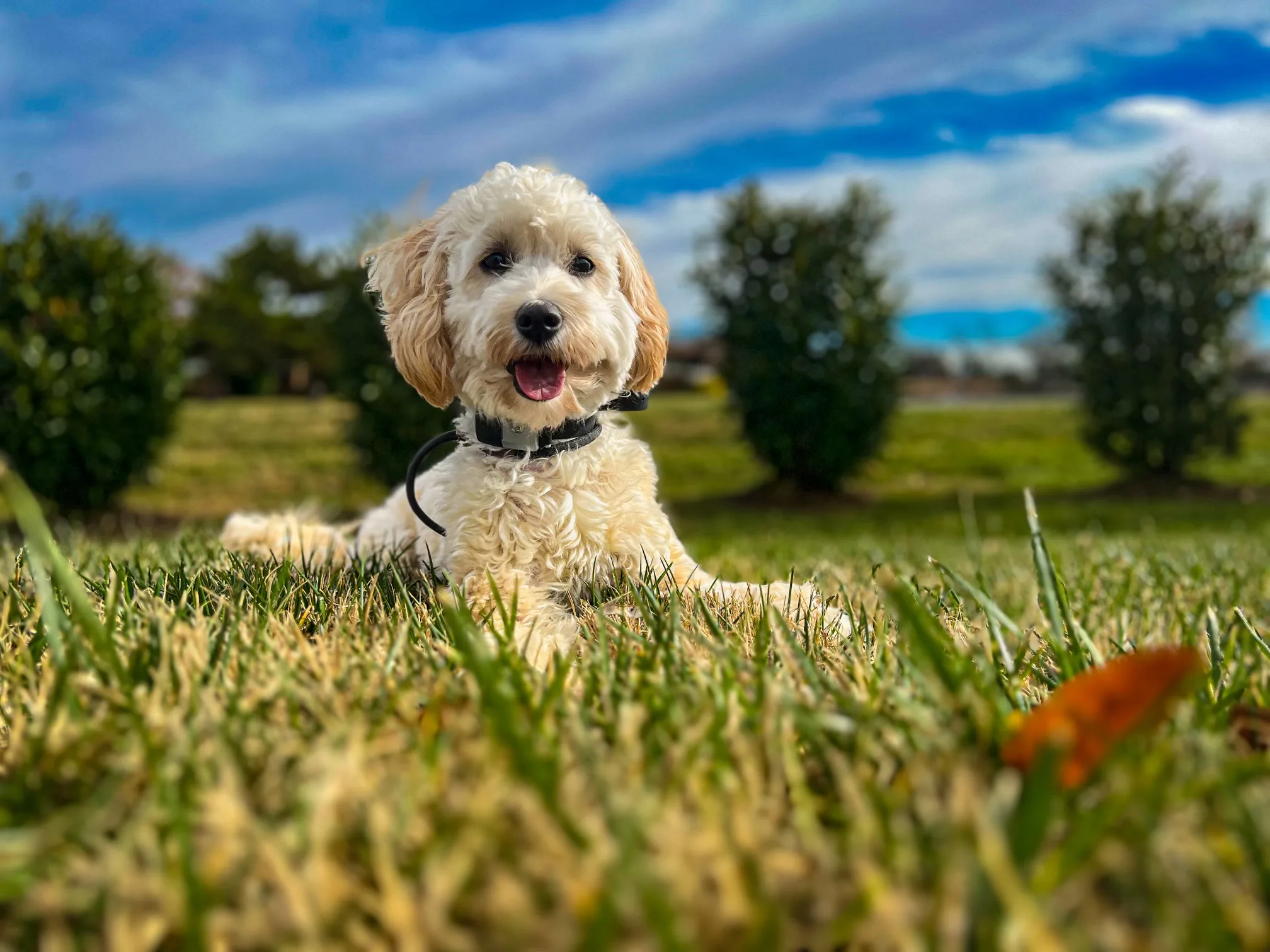 Dog training Salem VA with happy doodle lying on green grass