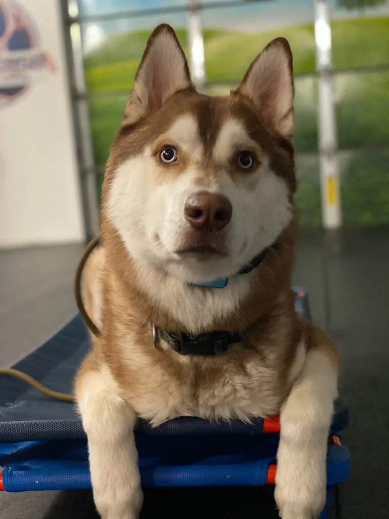 Dog training Pembroke VA husky on place cot