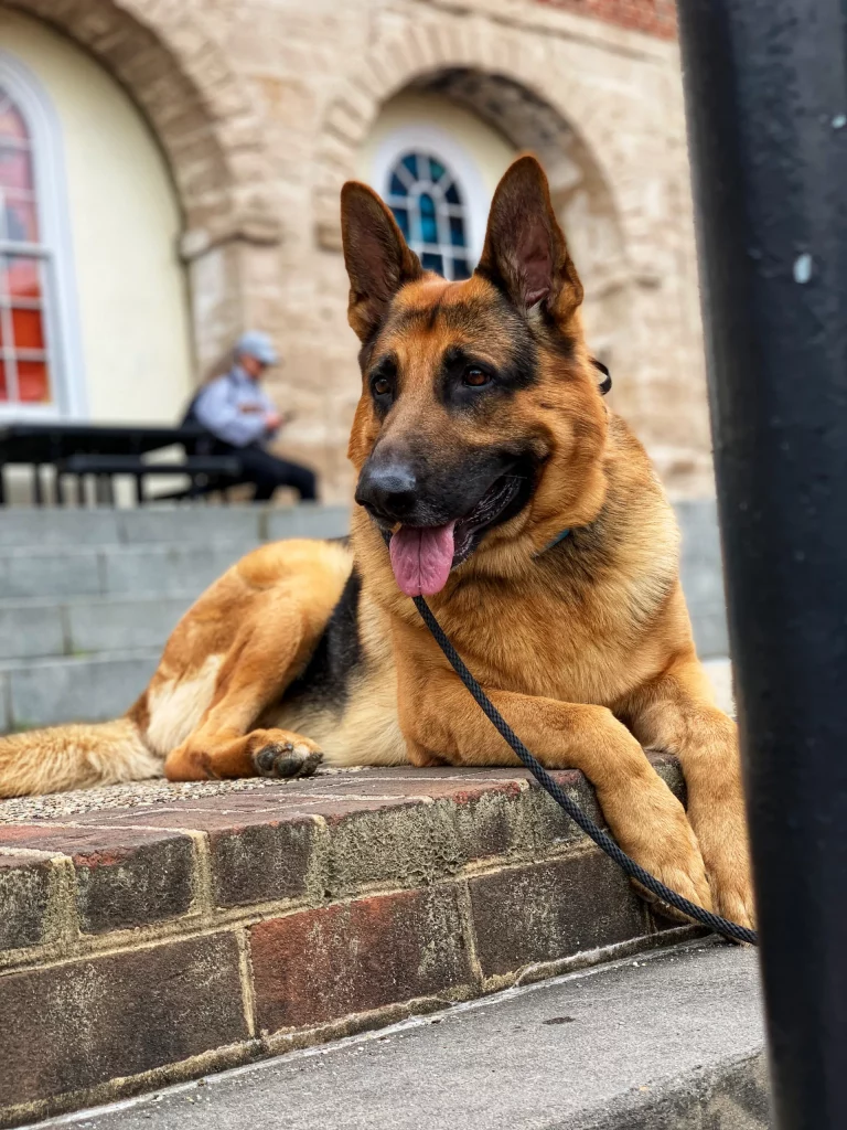 Dog training Radford VA German shepherd on city steps
