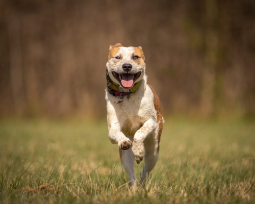 An energetic brown and white mixed-breed dog running full speed off-leash across a grassy field, mouth open and tongue out, with a blurred natural background.