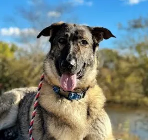 Dog training Pembroke VA shepherd mix by water