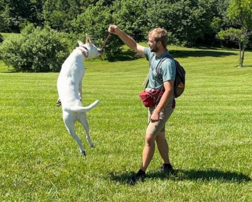 A professional dog trainer actively working with two dogs on a lush green field, one dog jumping energetically while a beagle sits calmly nearby, showcasing the hands-on and caring training approach of Off Leash K9 Training in Blacksburg and Roanoke Virginia.