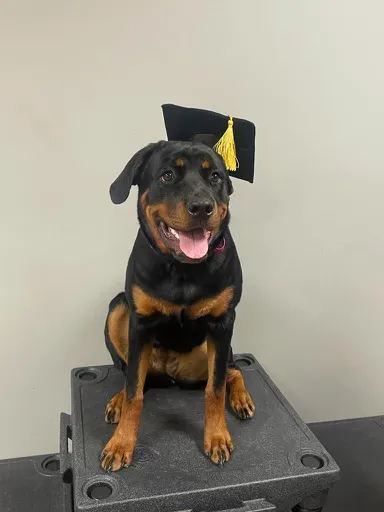 Rottweiler after dog training in Blacksburg, VA, with Krystal showing improved control and reliable responsiveness.