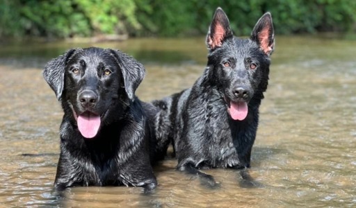 Two black dogs sitting calmly and relaxed side by side outdoors demonstrating successful behavior modification and controlled socialization through professional dog training.