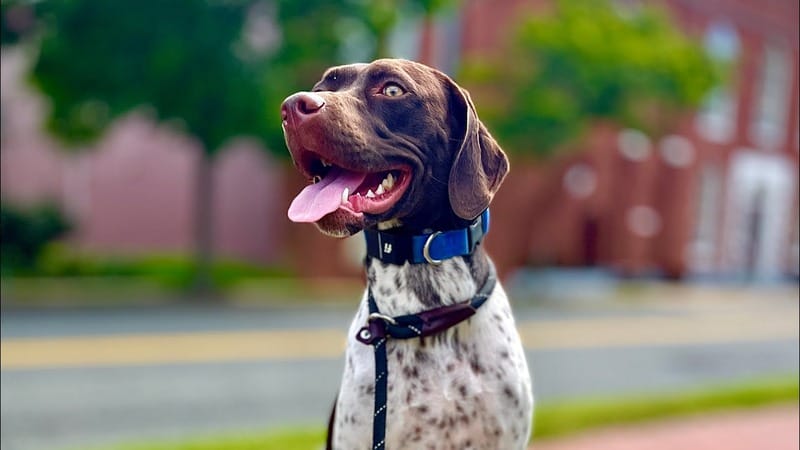 Dog training Pembroke VA pointer dog on leash