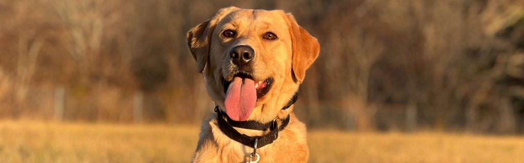 Therapy dog preparation training Blacksburg VA yellow lab