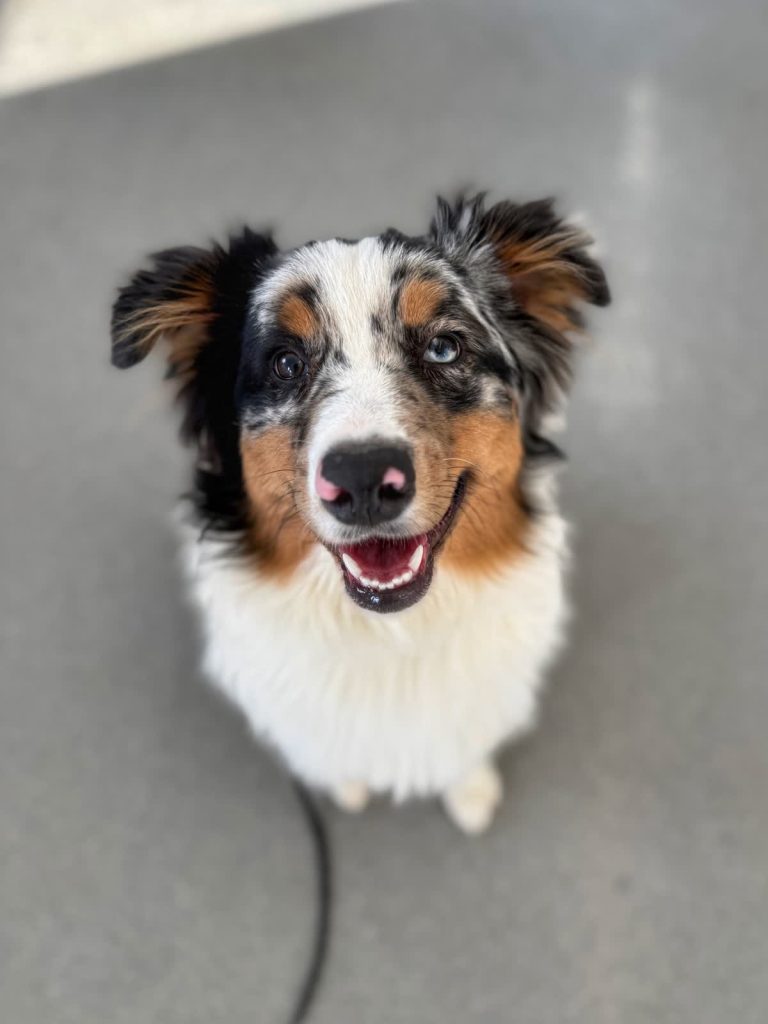 Dog Leash Manners