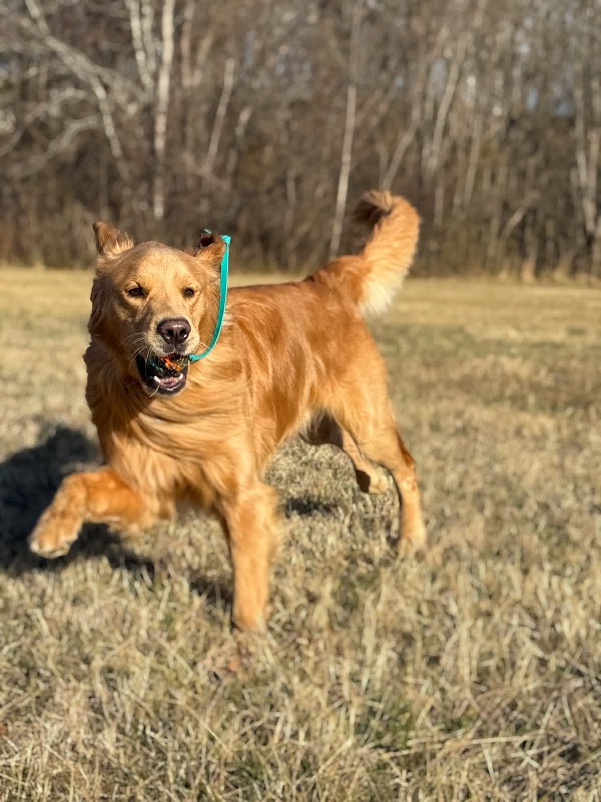 Dog Core Commands