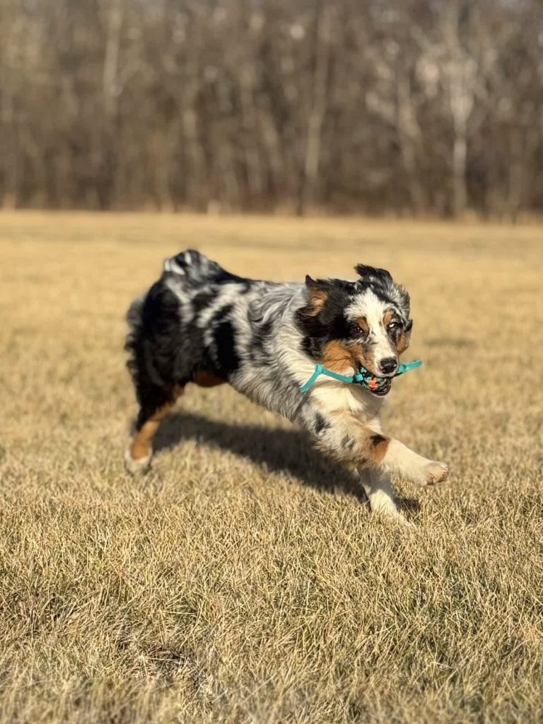 dog Recall Training