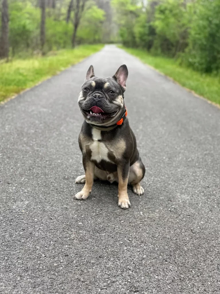 Bentley James, the French Bulldog, after manners training with Kim in Blacksburg, VA
