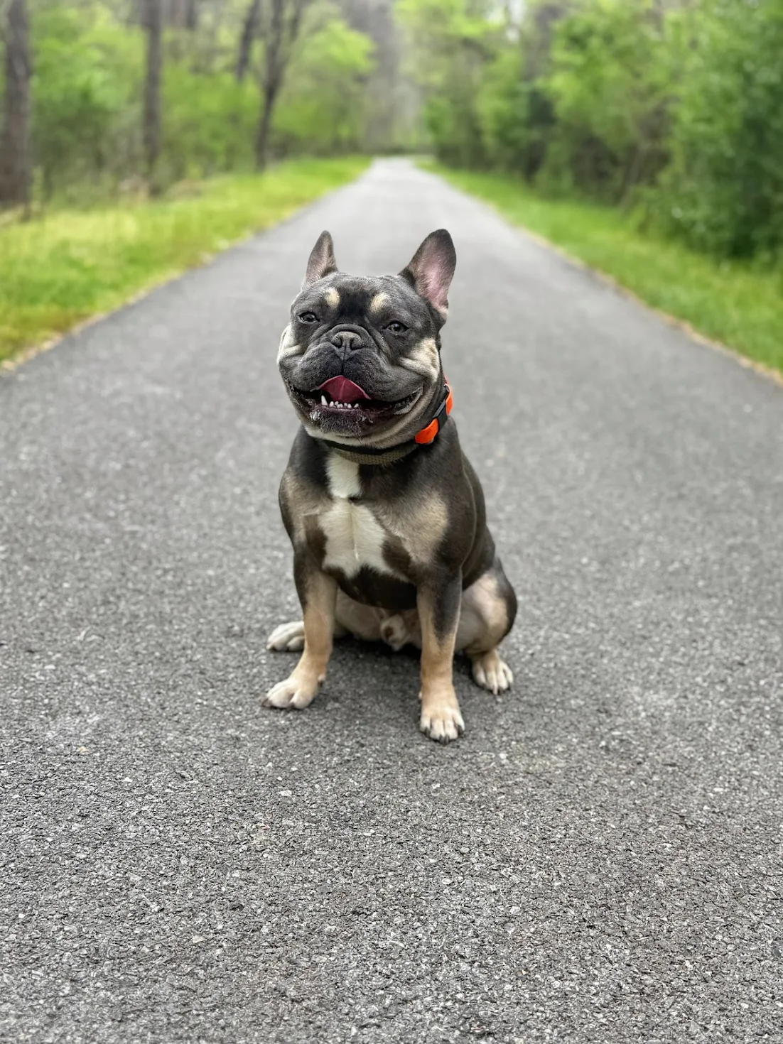 Dog training Pembroke VA French Bulldog on quiet trail