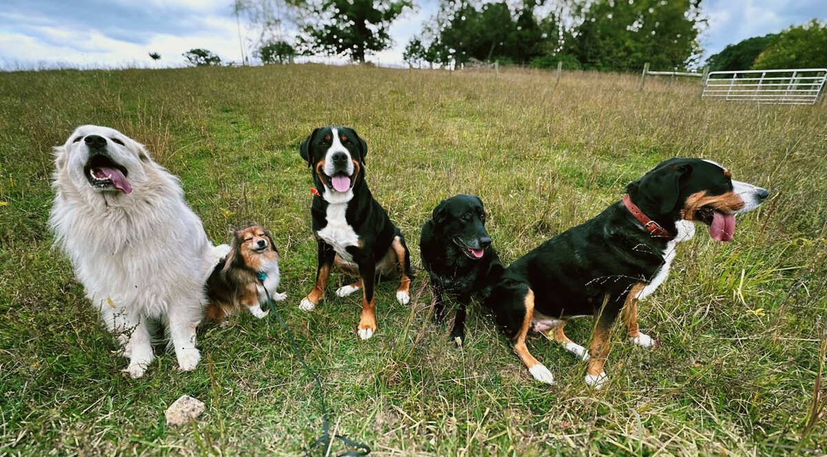 Dog training Vinton VA with five dogs seated in grassy field