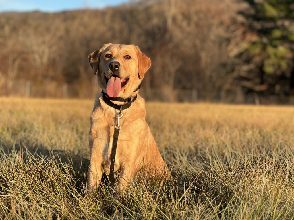 Dog training Pulaski VA with Labrador sittingield