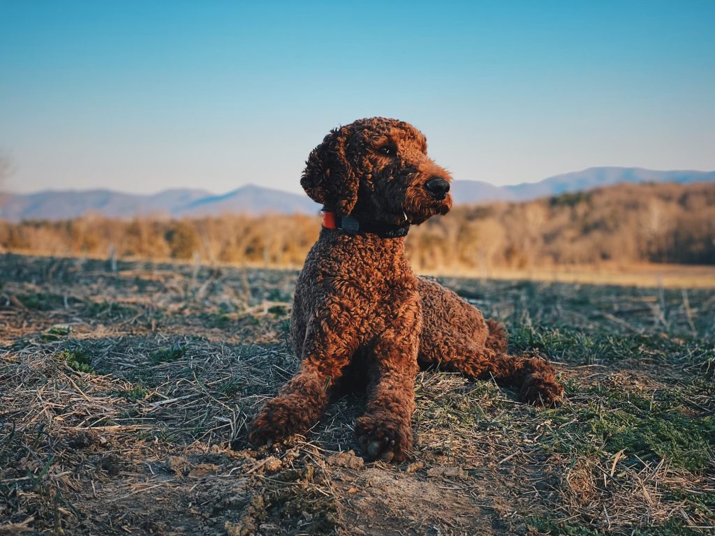 Leash Manners