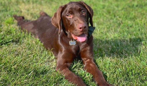 Chocolate Labrador Retriever lying on green grass outdoors with a happy expression